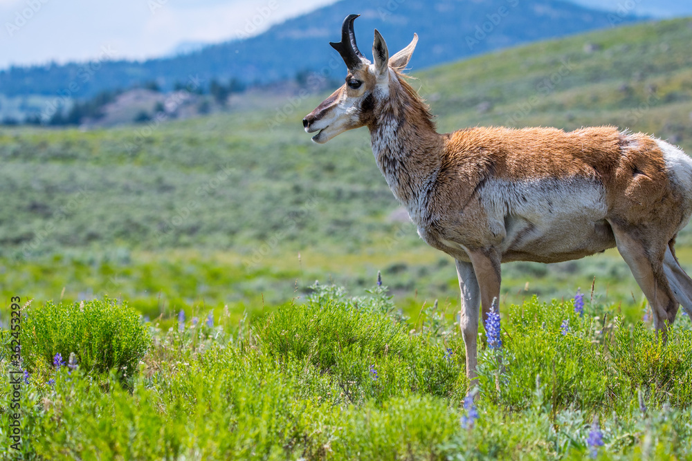 Pronghorn in the field of Yellowstone National Park, Wyoming Pronghorn in the field of Yellowstone National Park, Wyoming