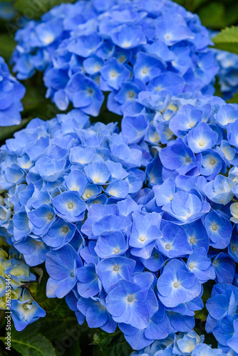 Classic blue hydrangea bushes blooming  as a nature background 