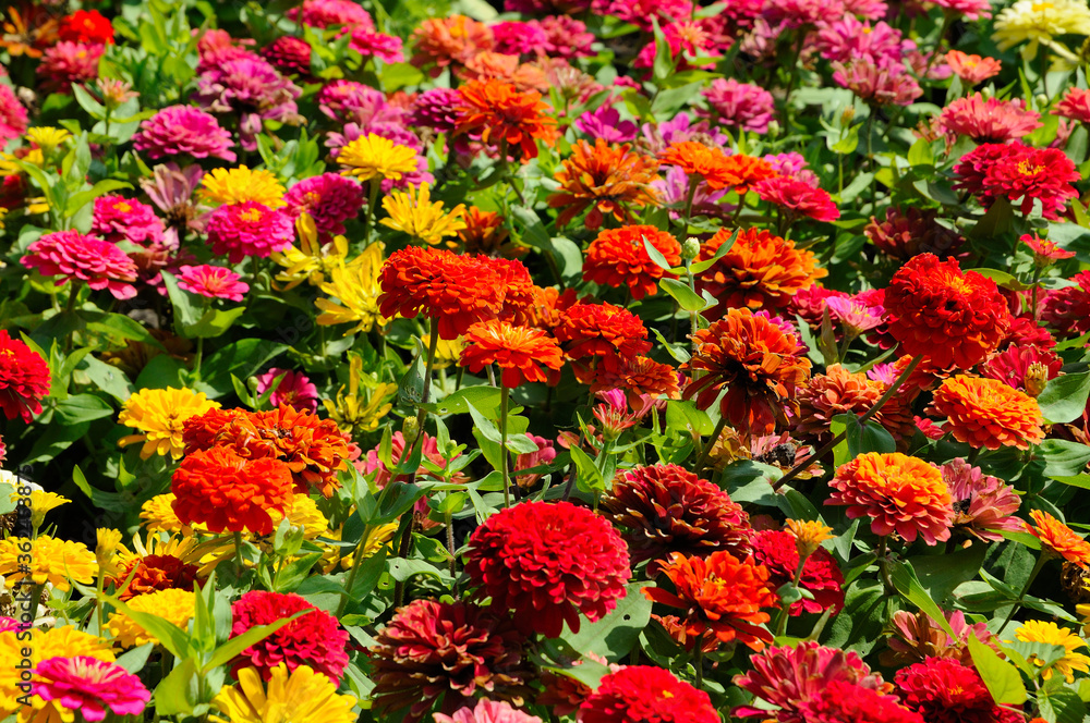 Attractive Colorful Flowers