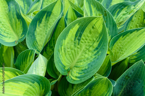 Fotografie Monochromatic green variegated Hosta leaves, as a nature background