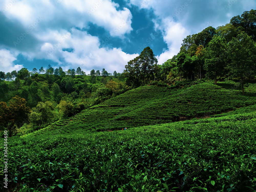 The Bantaran Tea Plantation is Extraordinary The Bantaran Tea Plantation is Extraordinary