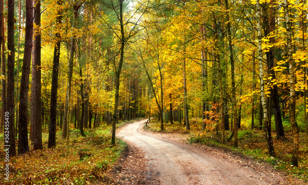 Autumn landscape. Rural road in autumn forest. Yellow leaves fall of trees. 