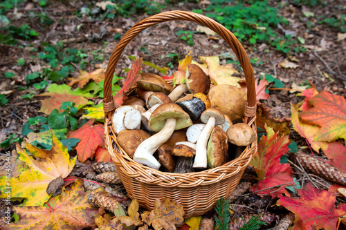 Autumn background. Full basket of porcini mushrooms stands on leaves in forest.