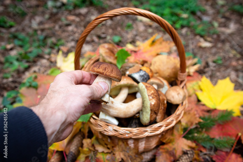 Mushrooms picking. Autumn mushrooms. Hand of man holds porcini above full basket.