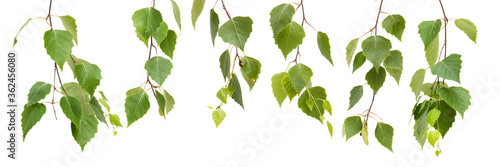 Birch leaves of the tree isolated on the white background.