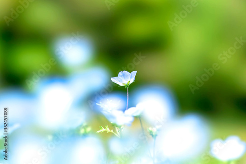【初夏の花】群生するネモフィラ