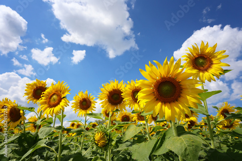 Sunflowers are blooming on a bule sky background.