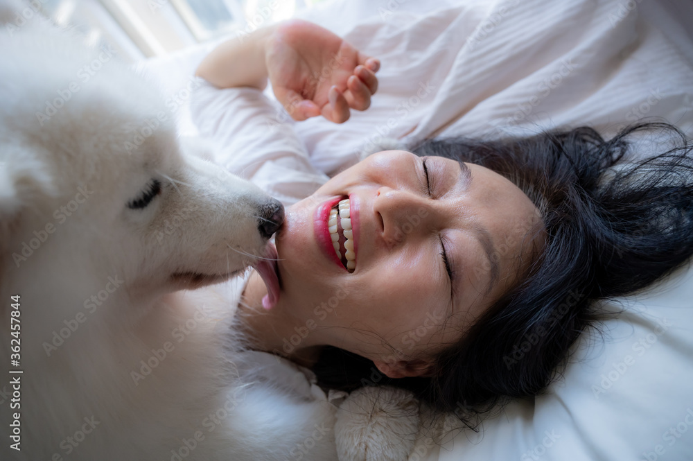 A Chinese woman plays a white Samoyed dog on her bed. A Chinese woman plays a white Samoyed dog on her bed.