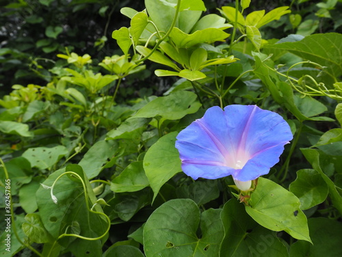 野生化した琉球朝顔（オーシャンブルー）の青い花 © poteco
