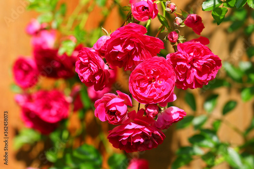 Εκτύπωση καμβά Red Climbing Rose Bush  Blaze  Plant