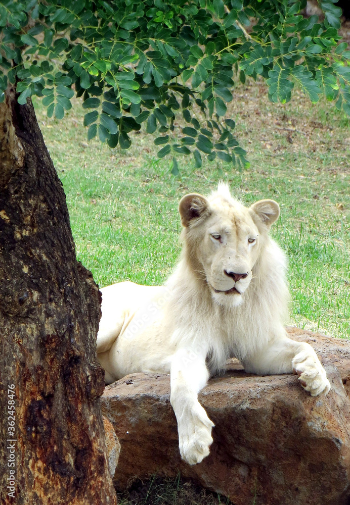 white lion rests on stone under a tropical tree white lion rests on stone under a tropical tree