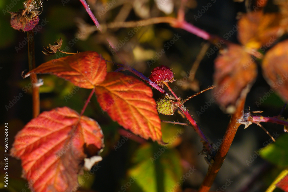 Ripe raspberries look very beautiful in red leaves. Ripe raspberries look very beautiful in red leaves.