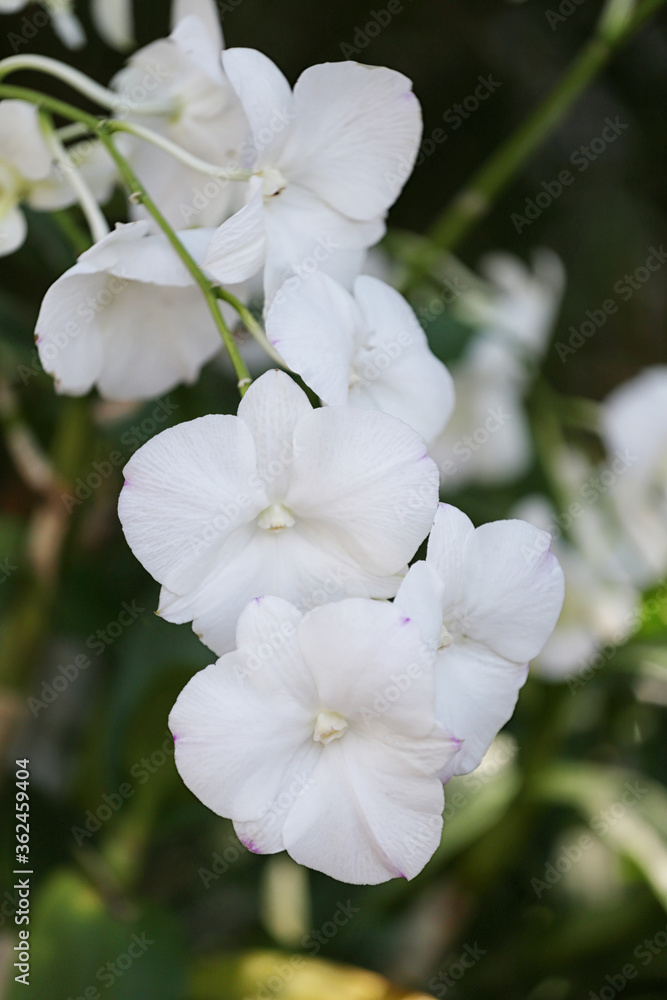 Obraz premium White Orchids are blooming in the flower garden.