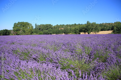 paysage de Provence