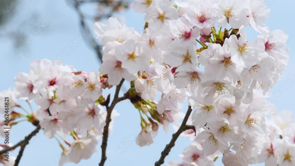Sakura, Cherry Blossoms in Uji, Kyoto Prefecture, Japan Sakura, Cherry Blossoms in Uji, Kyoto Prefecture, Japan