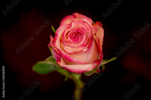 Close up of a bouquet of Paloma roses variety, studio shot, pink flowers