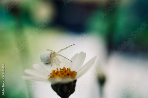 Veränderliche Krabbenspinne photo