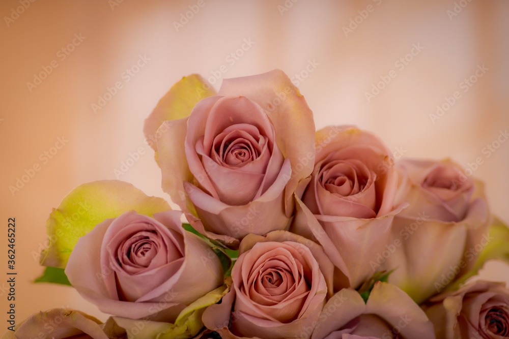 Close up of a bouquet of Pink Mondial roses variety, studio shot, pink flowers Close up of a bouquet of Pink Mondial roses variety, studio shot, pink flowers