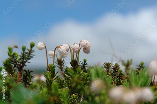 Flora of Kamchatka Peninsula: tiny white flowers of Phyllodoce aleutica (Aleutian mountain heath) against a sky, close-up photo