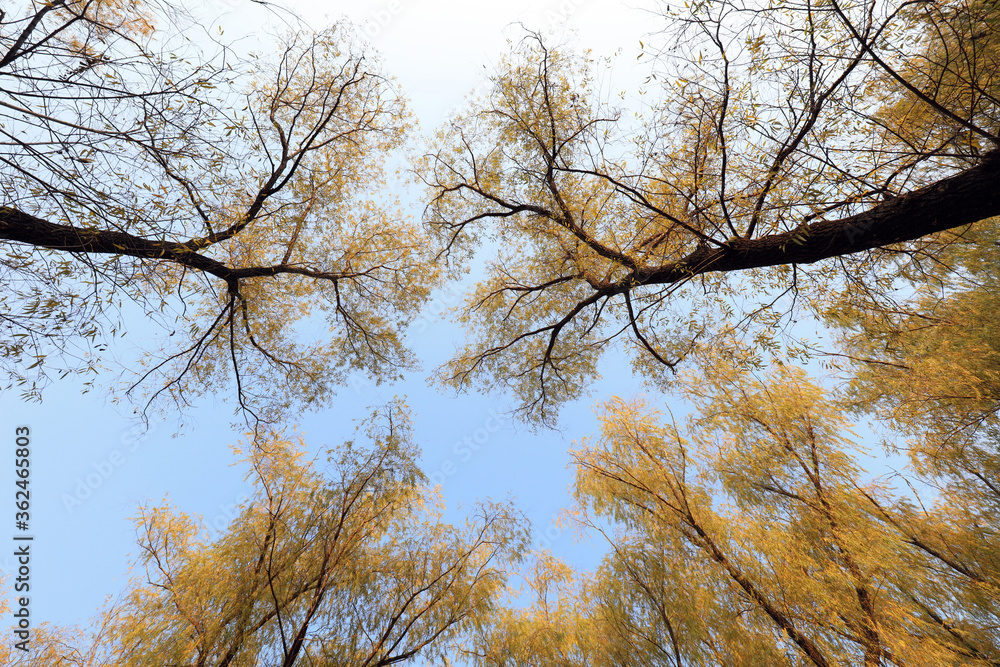 Willow tree crown in autumn Willow tree crown in autumn