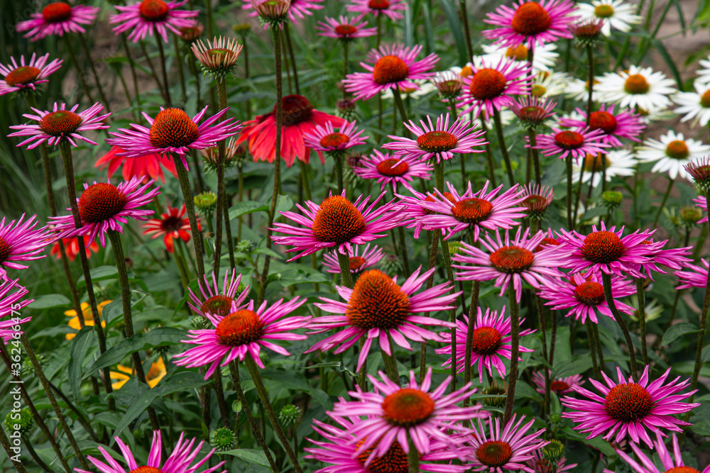 coneflowers (Echinacea) in different colours coneflowers (Echinacea) in different colours