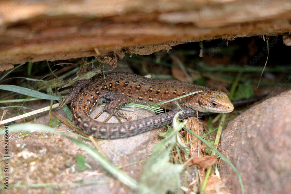 Fototapeta premium Little lizard on a rock 001