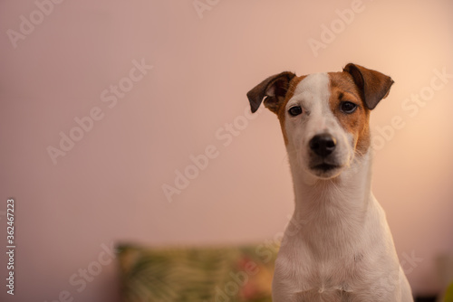 Portrait of terrier staring straight ahead while sitting on bed © rushay