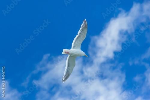 A seagull is flying in blue sky  in summer in Hokkaido in Japan