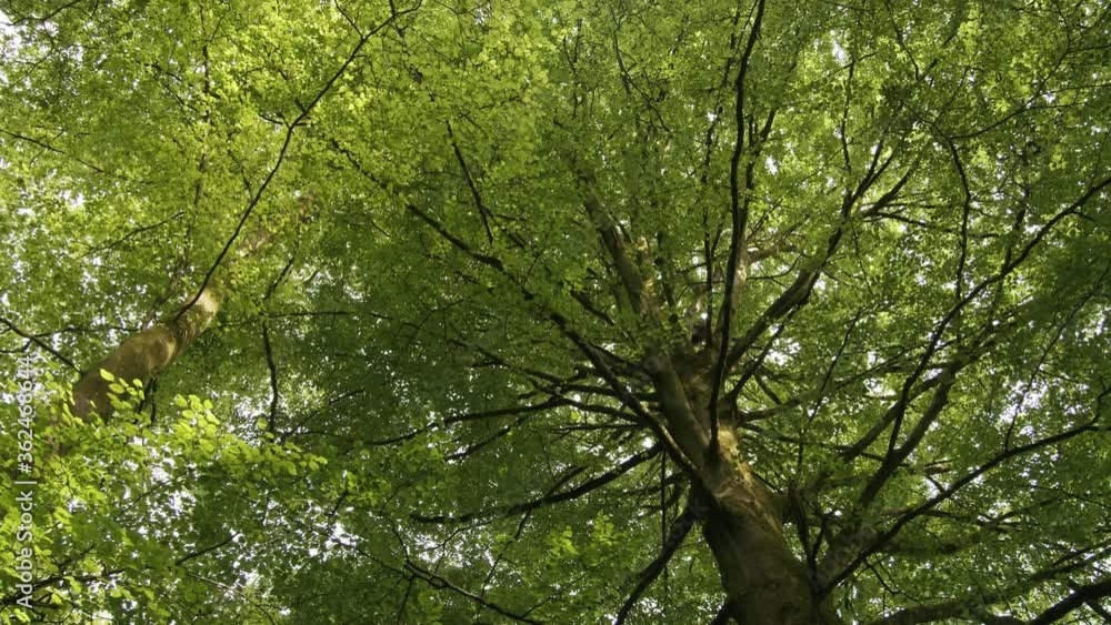 sunlight shining through tall green leafy treetops sunlight shining through tall green leafy treetops