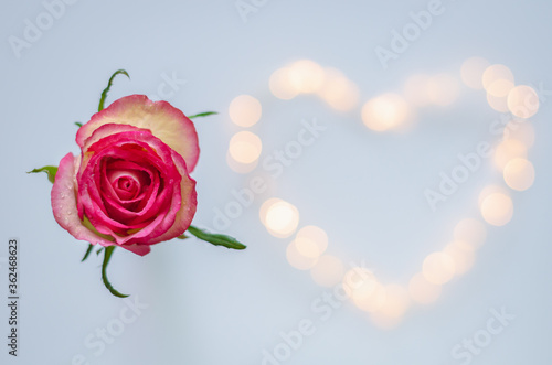 Blooming pink rose on colorful love shape bokeh lights background.