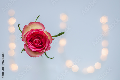 Blooming pink rose with colorful bokeh lights set as alphabet I and U.