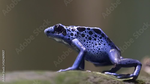 A Blue Poison Dart Frog Sitting On The Rock - close up side view shot photo