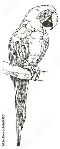 Hand drawn realistic sketch of parrot, Great green macaw