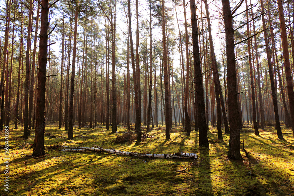 Fototapeta premium Rays of the rising sun in the forest 