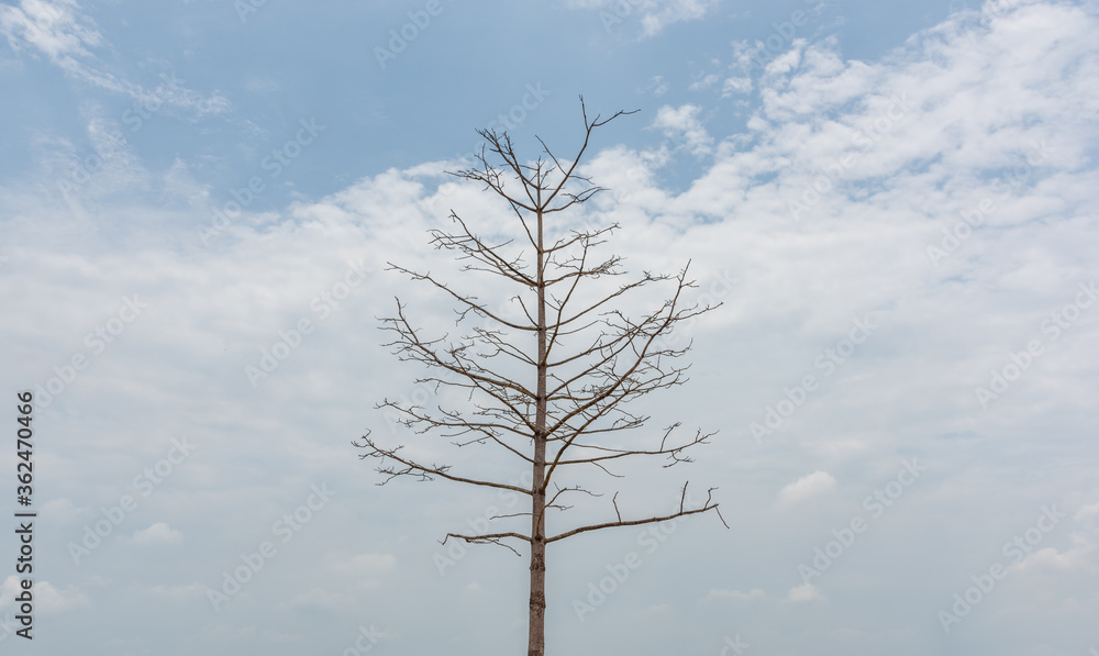 A dead tree on a blue sky background A dead tree on a blue sky background