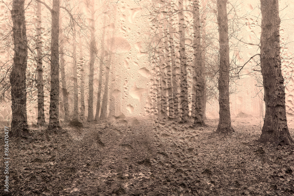 Obraz premium raindrops on the window glass