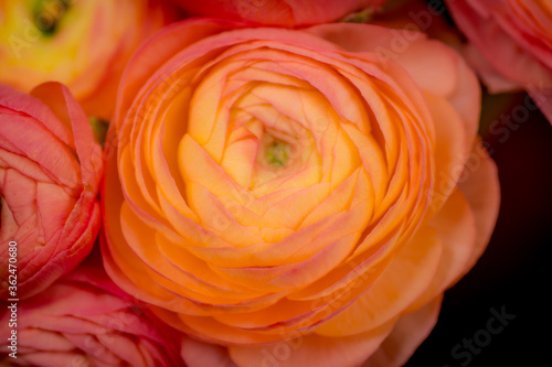 Close up of a bouquet of Ranunculus Peach Summer flowers variety, studio shot, pink flowers