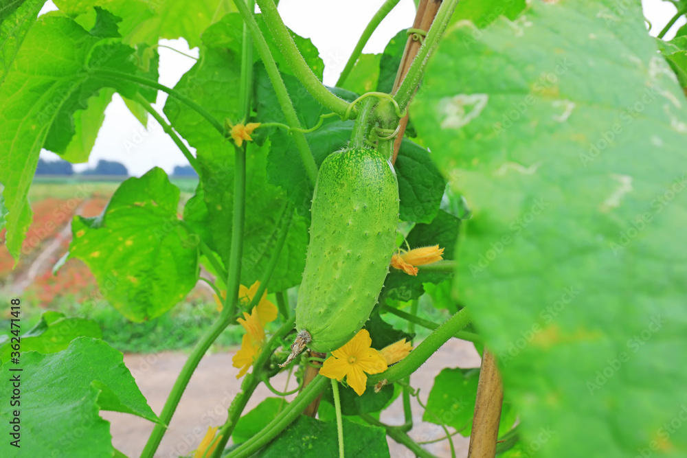 Cucumber is on a plant in a vegetable garden Cucumber is on a plant in a vegetable garden