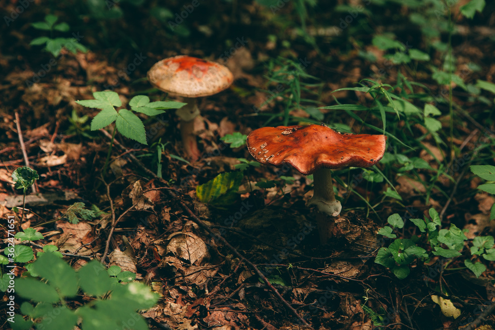 Wild mushroom in the forest, natural food, summer harvest. Wallpaper, natural background, beautiful photo with soft focus and tinting. Wild mushroom in the forest, natural food, summer harvest. Wallpaper, natural background, beautiful photo with soft focus and tinting.