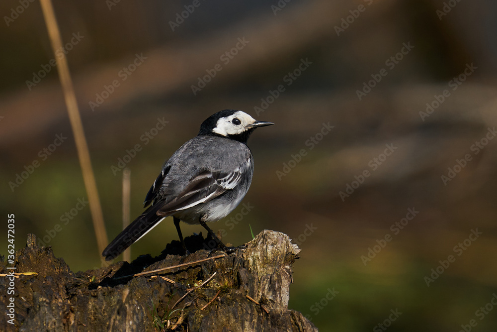White wagtail (Motacilla alba) in its natural enviroment in Denmark White wagtail (Motacilla alba) in its natural enviroment in Denmark