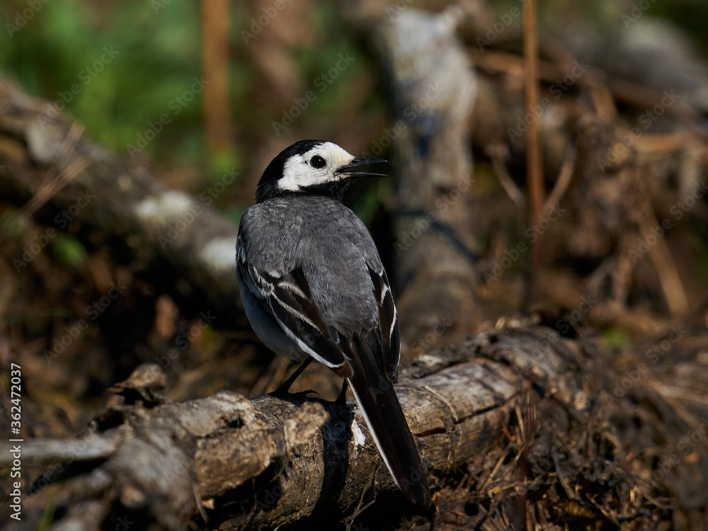 White wagtail (Motacilla alba) in its natural enviroment in Denmark White wagtail (Motacilla alba) in its natural enviroment in Denmark