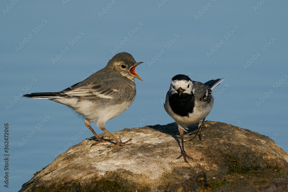 White wagtail (Motacilla alba) in its natural enviroment in Denmark White wagtail (Motacilla alba) in its natural enviroment in Denmark