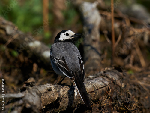 White wagtail (Motacilla alba) in its natural enviroment in Denmark