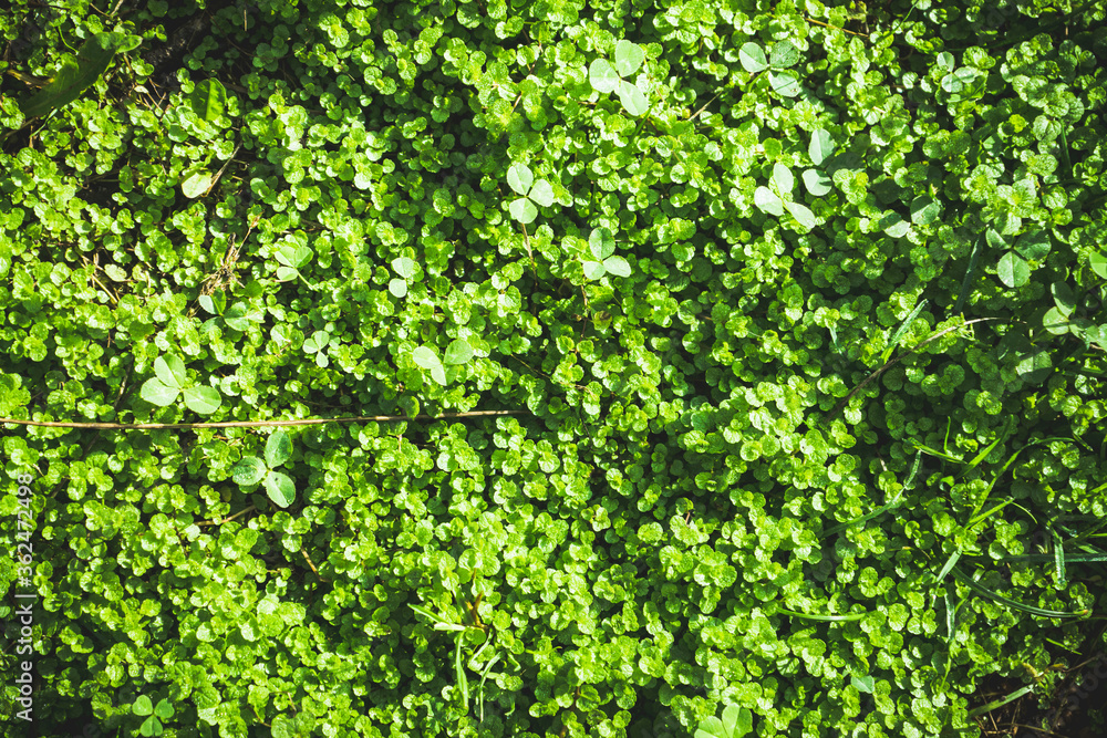 Clover (Trifolium pratense) field with different weeds in summer morning. Selective focus. Clover (Trifolium pratense) field with different weeds in summer morning. Selective focus.