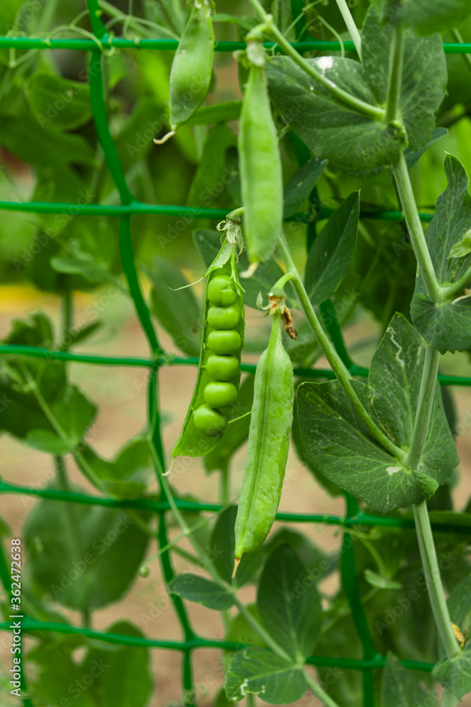 green peas growing green peas growing