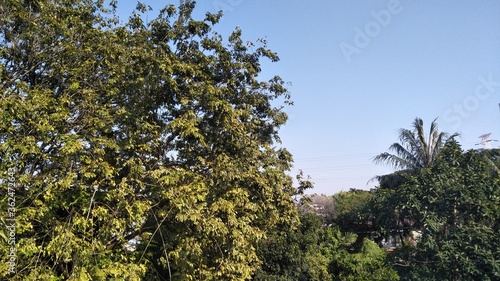 Green Tree and Blue Sky