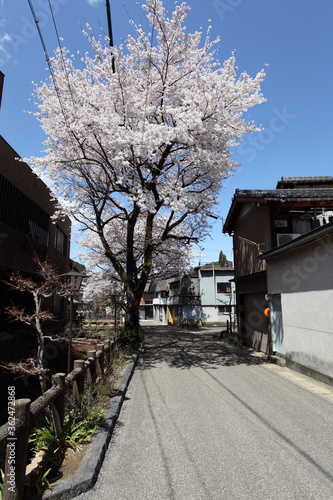 街角の桜