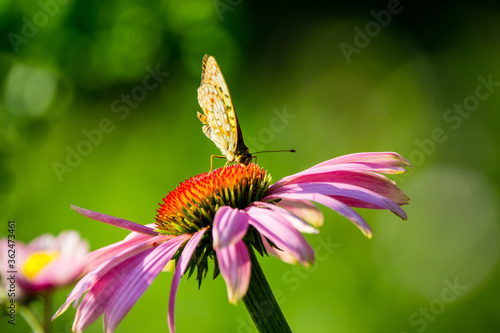 Echinacea flower blooming in the garden. Selective focus. Shallow depth of field. © maxandrew