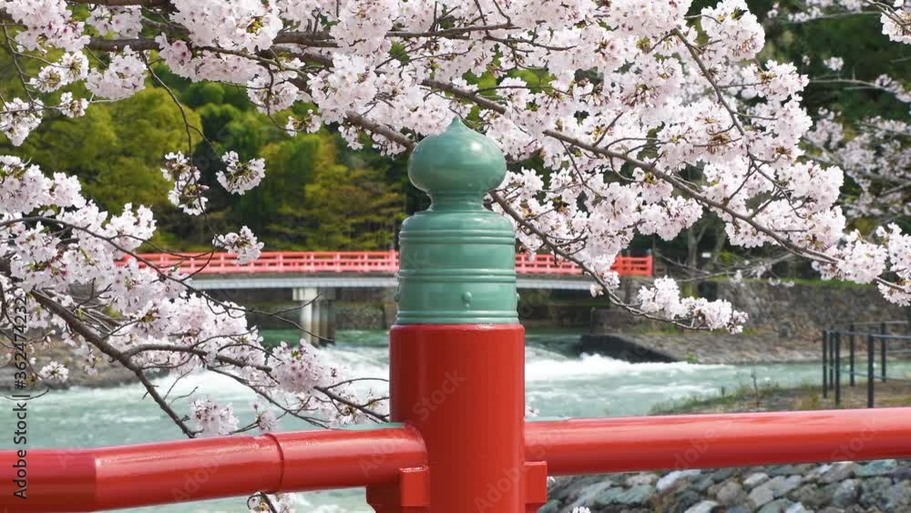 Sakura, Cherry Blossoms in Uji, Kyoto Prefecture, Japan Sakura, Cherry Blossoms in Uji, Kyoto Prefecture, Japan
