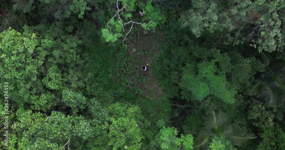 A Hiker Flying Drone Over Abundant Green Forest In Goa, India - Drone Shot (Rotating) A Hiker Flying Drone Over Abundant Green Forest In Goa, India - Drone Shot (Rotating)